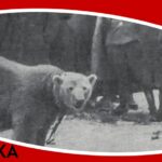 Baśka Murmańska i Lwy Północy - recenzja książki